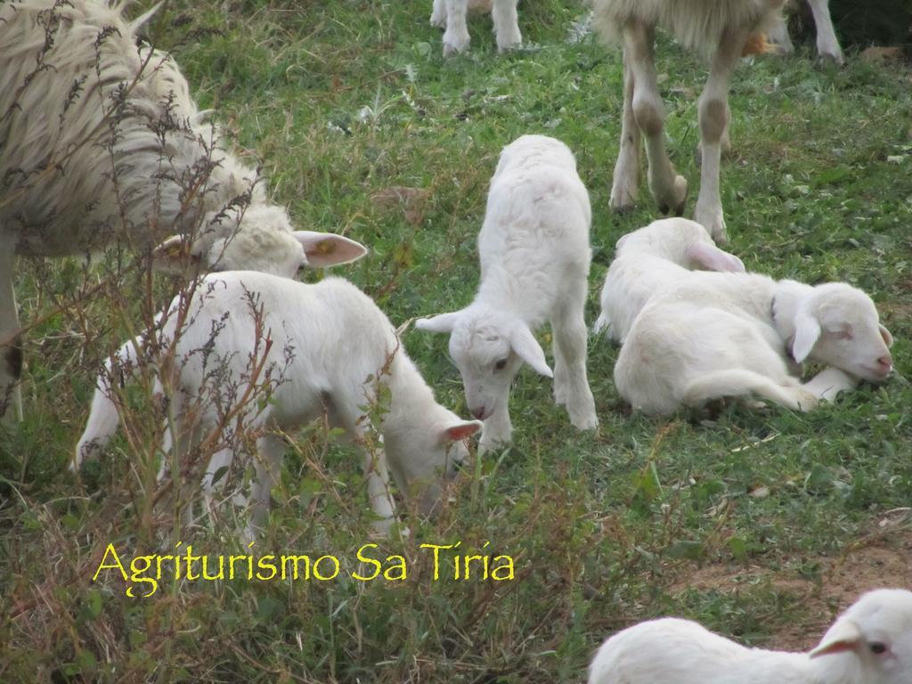 Agriturismo Sa Tiria Teulada Exterior photo